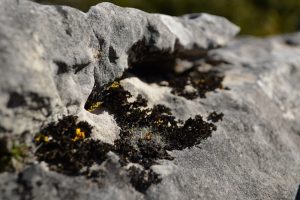 Roc du Mérigou - Lichens