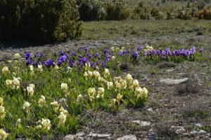 Causse du Larzac, roc du Mérigou - Iris sauvages