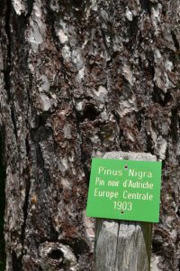 Arboretum de l'Hort de Dieu - Pinus Nigra