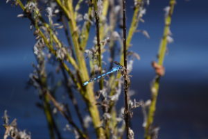 Lac de Vesoles - Agrion
