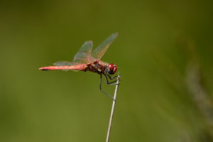 Lac de Vesoles - Sympetrum rouge sang
