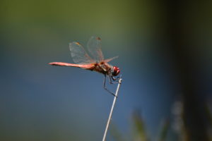 Lac de Vesoles - Sympetrum rouge sang