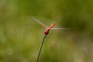 Lac de Vesoles - Sympetrum rouge sang