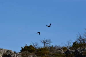 Causse du Larzac - Parade des grands corbeaux
