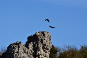 Causse du Larzac - Parade des grands corbeaux