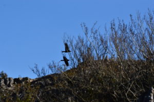 Causse du Larzac - Parade des grands corbeaux