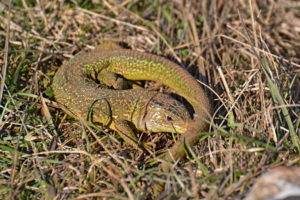 Cirque du Brias - Lézard vert