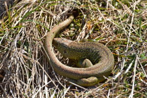 Cirque du Brias - Lézard vert sortant d'hibernation