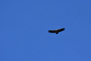 Tournemire - Vautour fauve