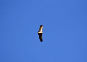 Tournemire - Vautour fauve