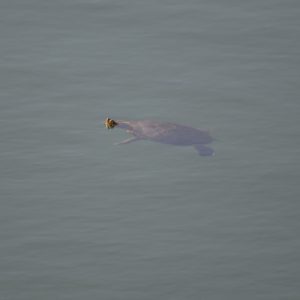 tortue d'eau - Cistude d'Europe (Lac du Salagou - 34)