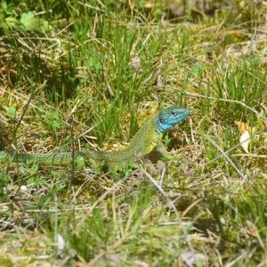 Lézard vert ou Limbert (Lacerta viridis), printemps sur le Causse du Larzac (La Couvertoirade)