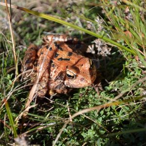 "grenouille rousse", vers l'étang de Barrandon (Mt Lozère)