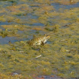 grenouille verte (Lac du Salagou - 34)