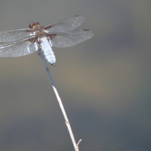 libellule "depressa" - Lac du Laouzas