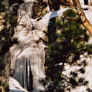Orgues de glace... À l’arboretum de L’Hort de Dieu (versant sud du mont Aigoual)