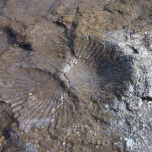 fossile, bord du Tarn (Rivière-sur-Tarn)