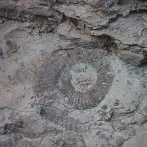 fossile - berge de la Vis