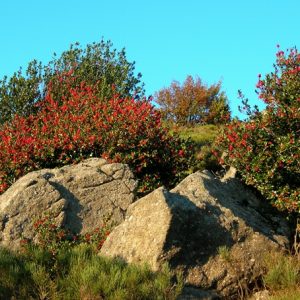 buisson de houx - Campatour, (Aumessas, Massif de l'Aigoual)