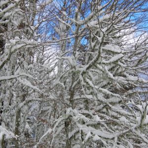 hêtres enneigés - Bois de Soulan, Le Mourtis