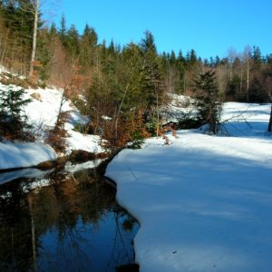 un ruisseau au "Bois de Miquel", Mt Aigoual