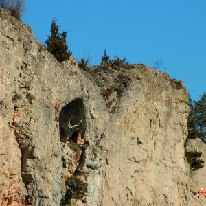 souche "pétrifiée" de genévrier (haut des Gorges de la Vis - Causse de Bandas, Gard)