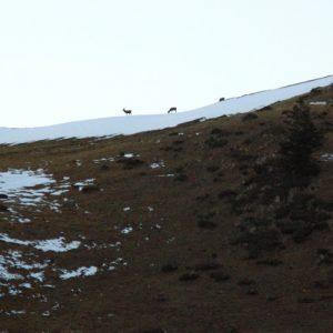 cervidés au crépuscule, Montagne de sèves 1750m. (Haut-Luchonnais)