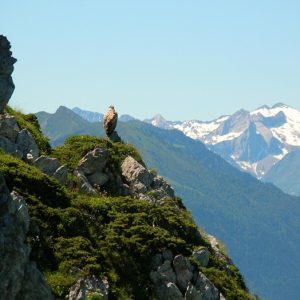 vautour fauve au Pic de l'Escalette (1856m.)