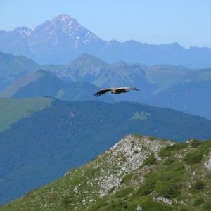 vautour fauve au dessus du Pic du Gar, l'Arbizon à l'horizon