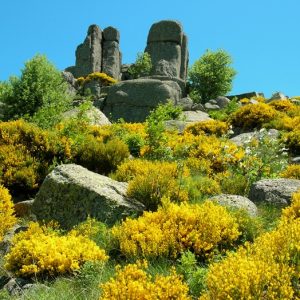 Les rocs de Montal dans les genêts au printemps 