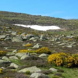 Mont Lozère, neige et genêts fleuris au printemps - "Fond du Dentau"