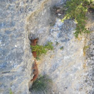 Écureuils roux, jeune fratrie d’acrobates - Roquesaltes, causse Noir (Aveyron) 