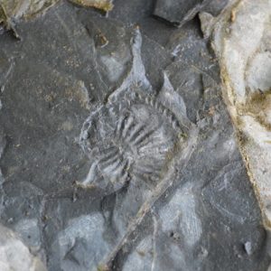 fossile sur les berges du Tarn (Rivière-sur-Tarn, Aveyron)