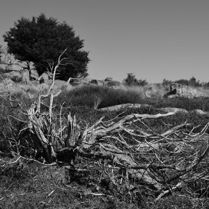 "squelette décharné" de genévrier, Roc de Salidou - Mt Aigoual