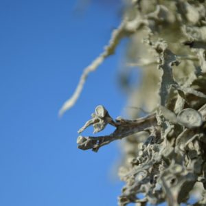 lichen ... au Lévézou (12)