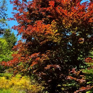 « Hêtre pourpre » - Arboretum de "l'Hort de Dieu" au printemps (Mont Aigoual)