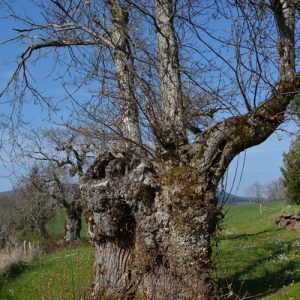 arbre vénérable, "la Lézardière" - vers la chapelle St Etienne (Vialat-du-Tarn, Aveyron)