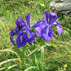 Iris sauvages... Dans la vallée de la Frèche, 1 563 m