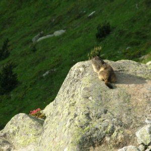 Sur le sentier d’Estibe Aute... Marmotte prenant ses premiers rayons de soleil et se réchauffer les poils... 