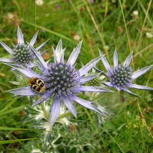 Scarabé abeille et chardons bleus - Chemin vers l’Escalette, scarabé-abeille (ou trichie fasciée) broutant un chardon bleu