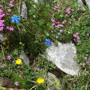 Fleurs des Pyrénées - Composition florale naturelle à 2 060 m d’altitude