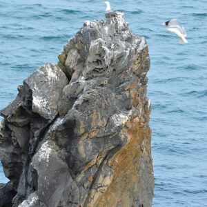 le rocher des goélands argentés - Cap d'Agde