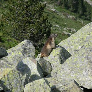 Marmotte... Au-dessus du lac d’Estom... 