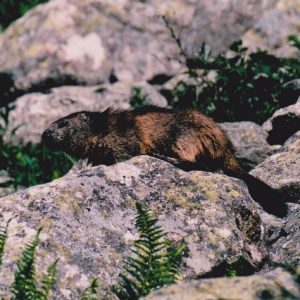Marmotte des Pyrénées - Lac de Gaube 