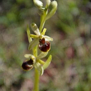 Ophrys araignée - Causse du Larzac