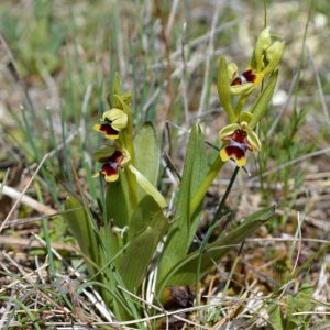 Ophrys d'Aymonin - Causse du Larzac