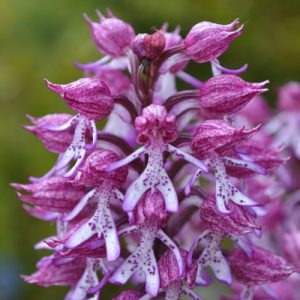Orchis-Pourpre