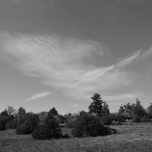 "nuage-oiseau" ... un jour sur le Causse du Larzac, vers la Couvertoirade ...