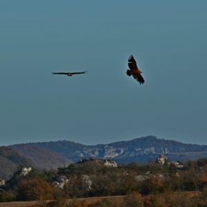 vautours fauves - vers "Pié de Barry" (859 m.), le Larzac