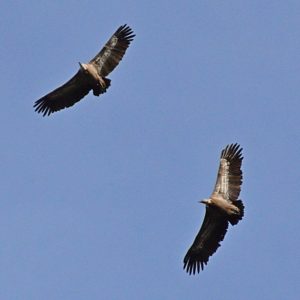 vautours fauves - Causse Noir (vers « Le rocher du champignon préhistorique »)